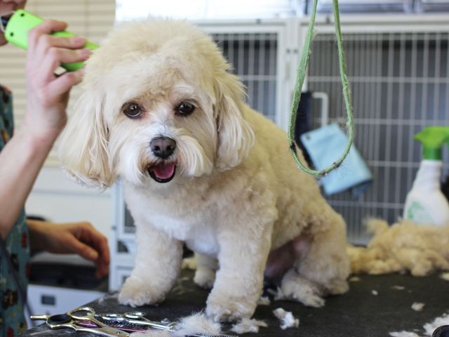 Freshly groomed fluffy dog on a grooming table